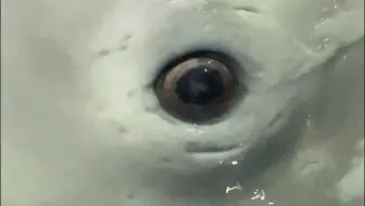白鲸是有耳朵的