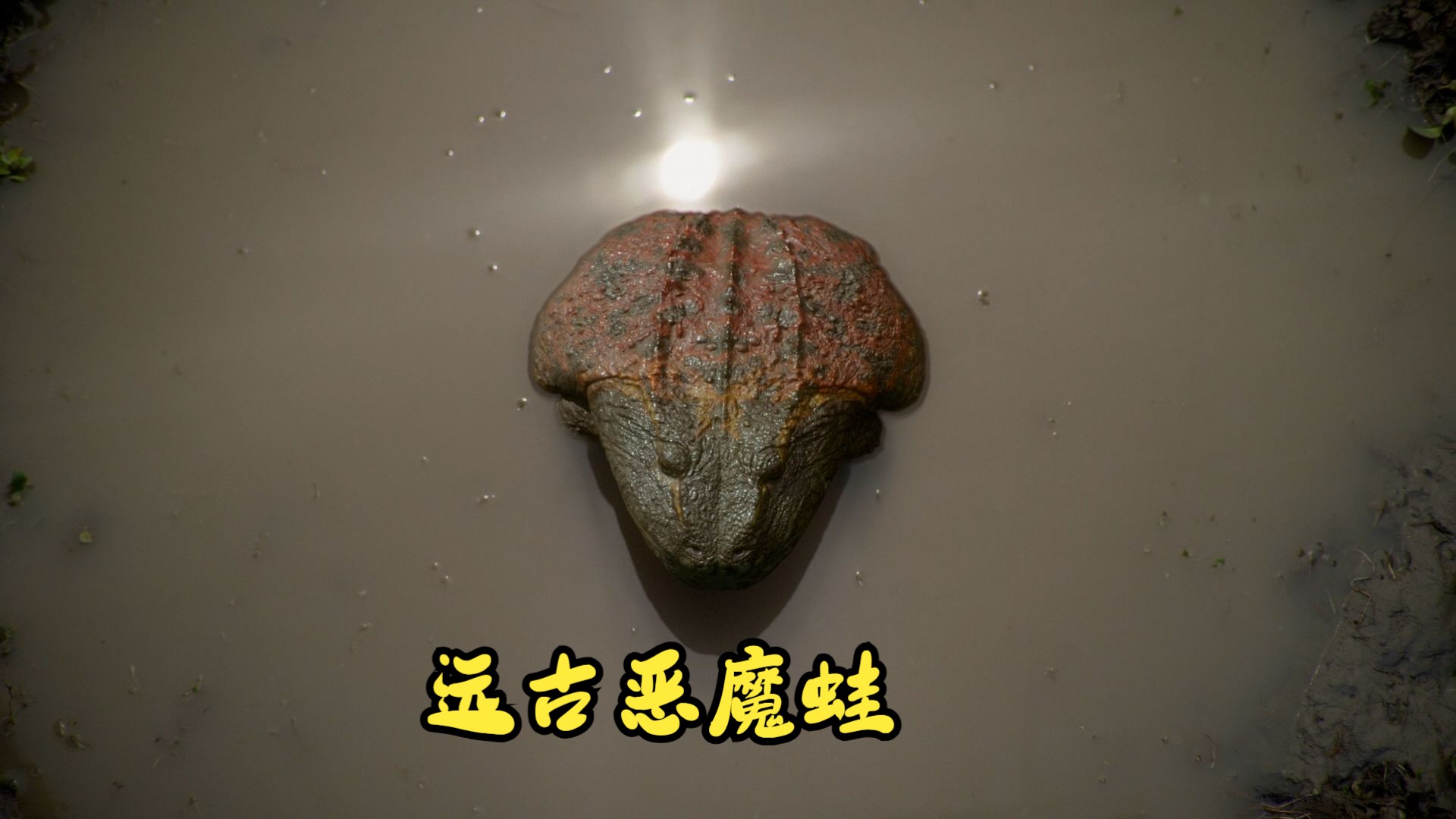 远古巨蛙—恶魔蛙