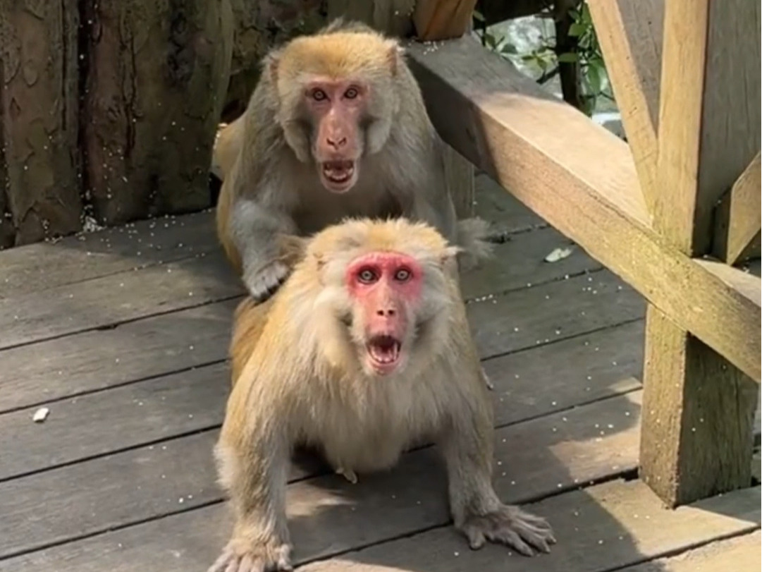 猴子:你看什么这是我老婆