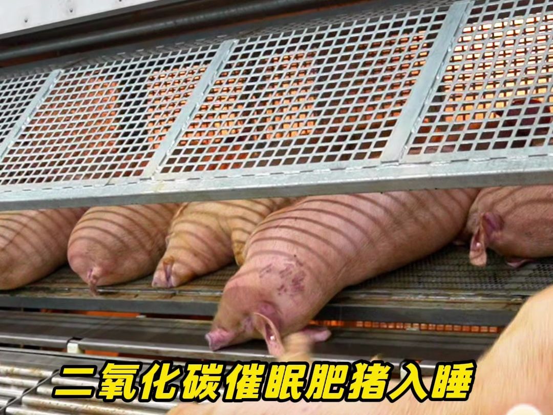 高端猪肉品质离不开高端屠宰工艺——扬翔盈康屠宰场!哔哩哔哩bilibili