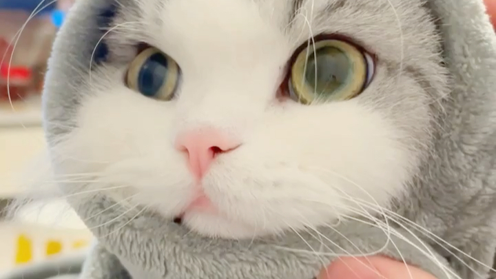 新进品种"中东猫",谁养谁知道