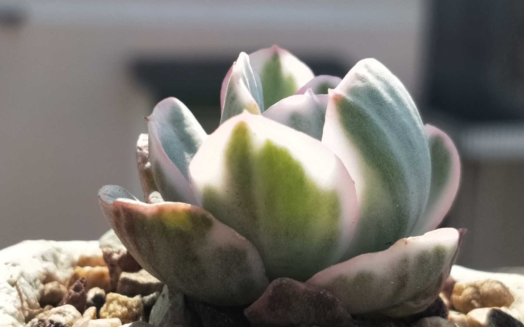 【wwl呀】多肉开箱 | 伯克利锦种草 | 有钱人就选这家店吧