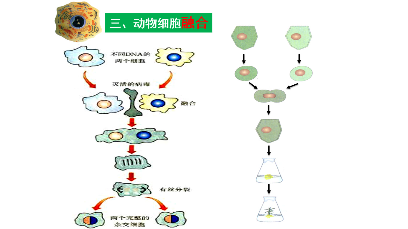 细胞融合图图片