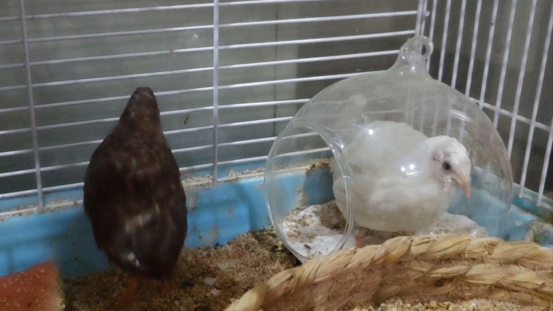 端午白色芦丁鸡下初蛋了,白鸡果然不能看脚颜色分辨公母