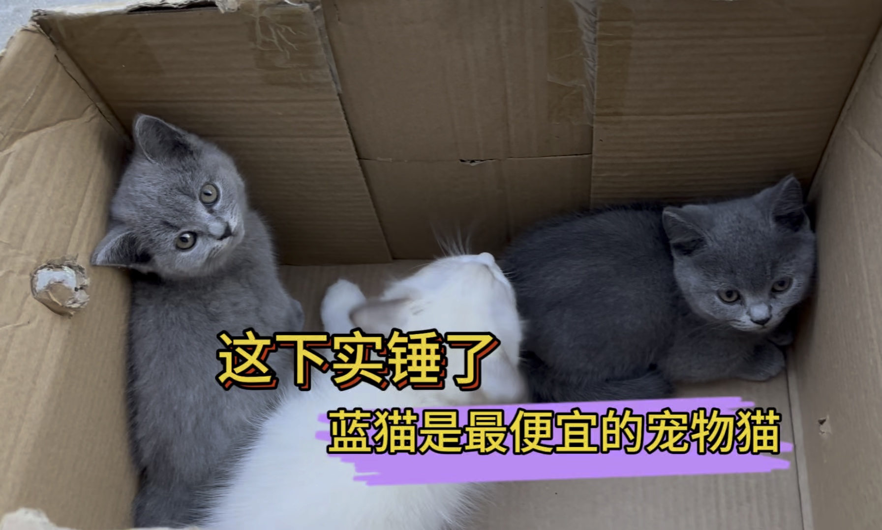 蓝猫是最便宜的宠物猫300就能淘得到,实锤~哔哩哔哩bilibili