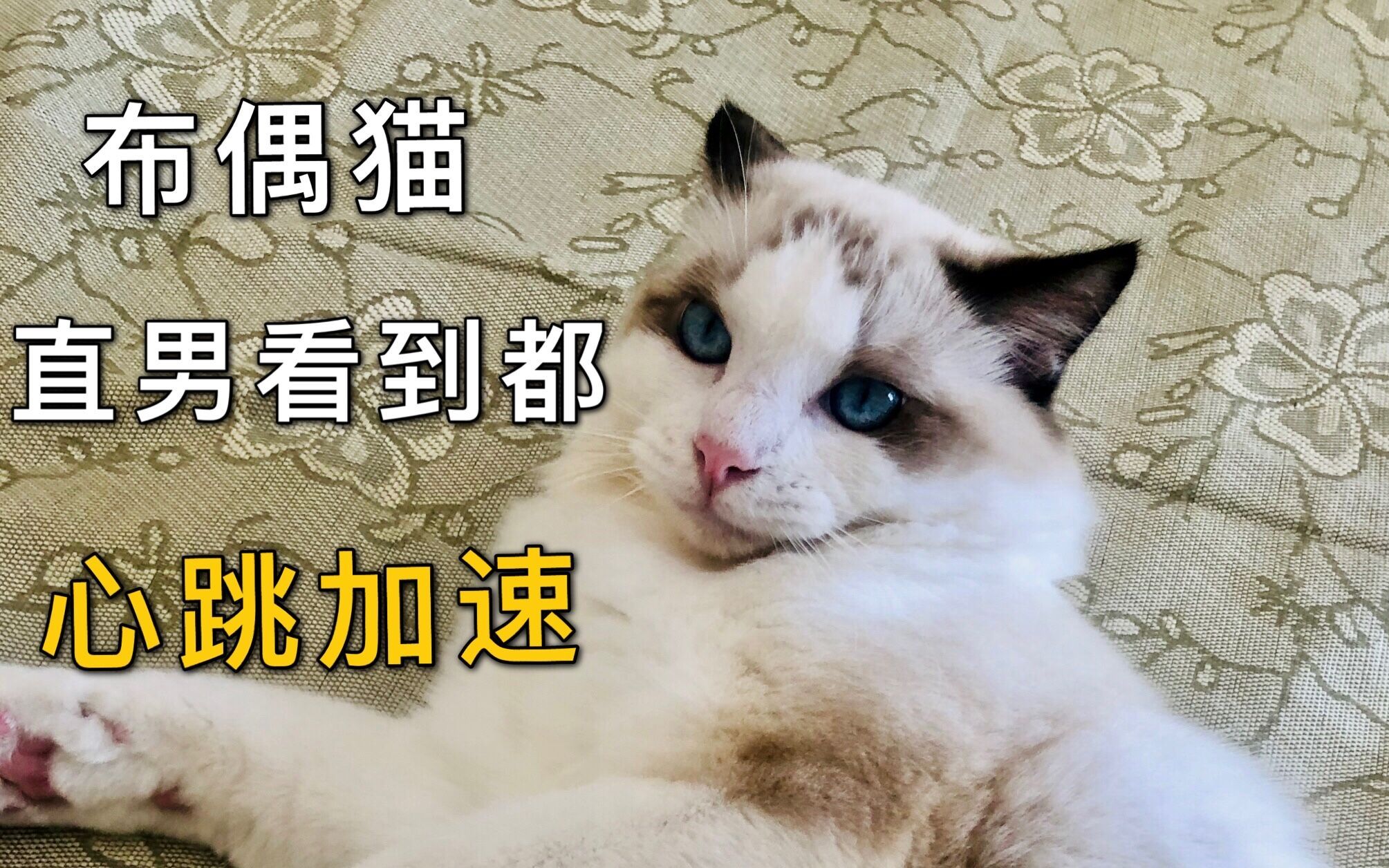 布偶猫,一种直男看到都会心跳加速的猫哔哩哔哩bilibili