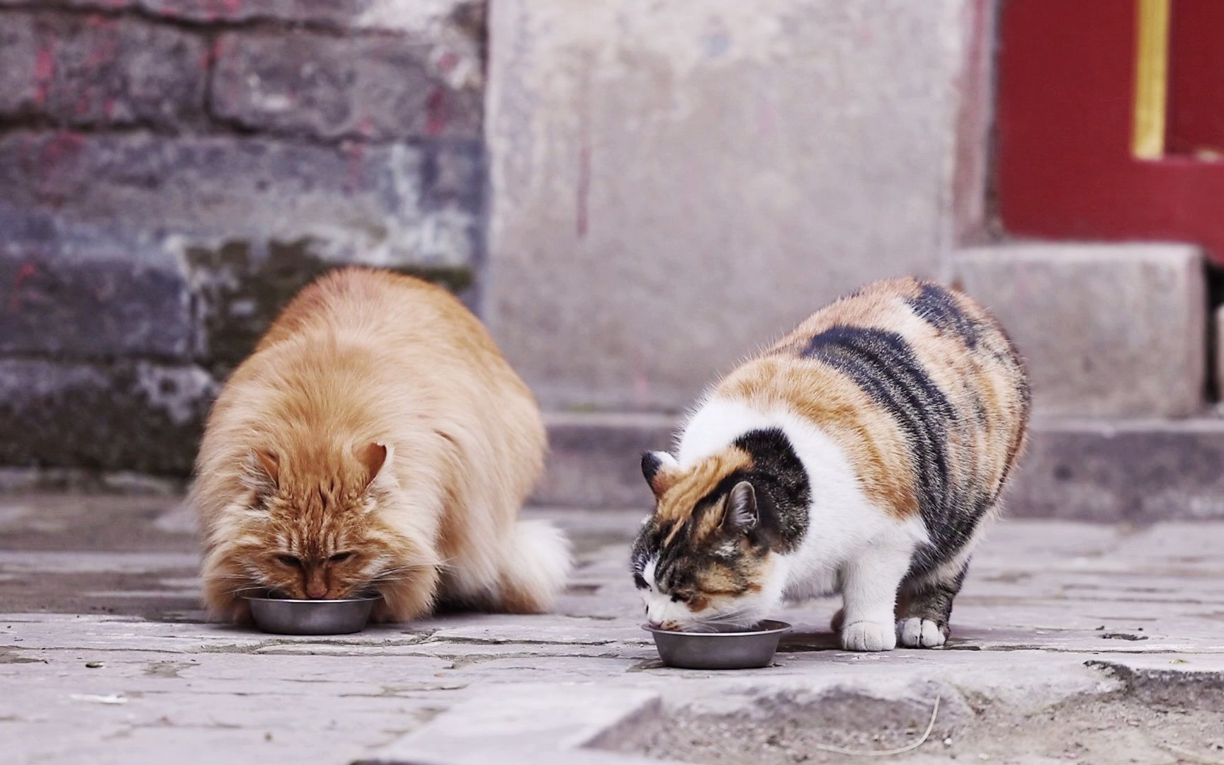 [图]特供色）绝对不能错过的故宫猫开饭