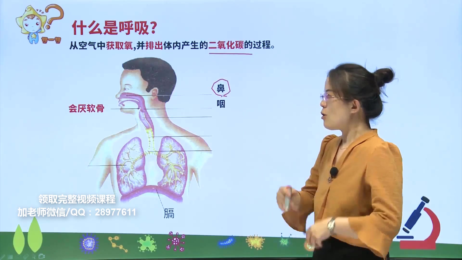 [图]七年级生物：呼吸道对空气的处理，初中阶段重点内容