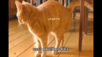 Video herunterladen: 猫感染了猫瘟病毒的症状