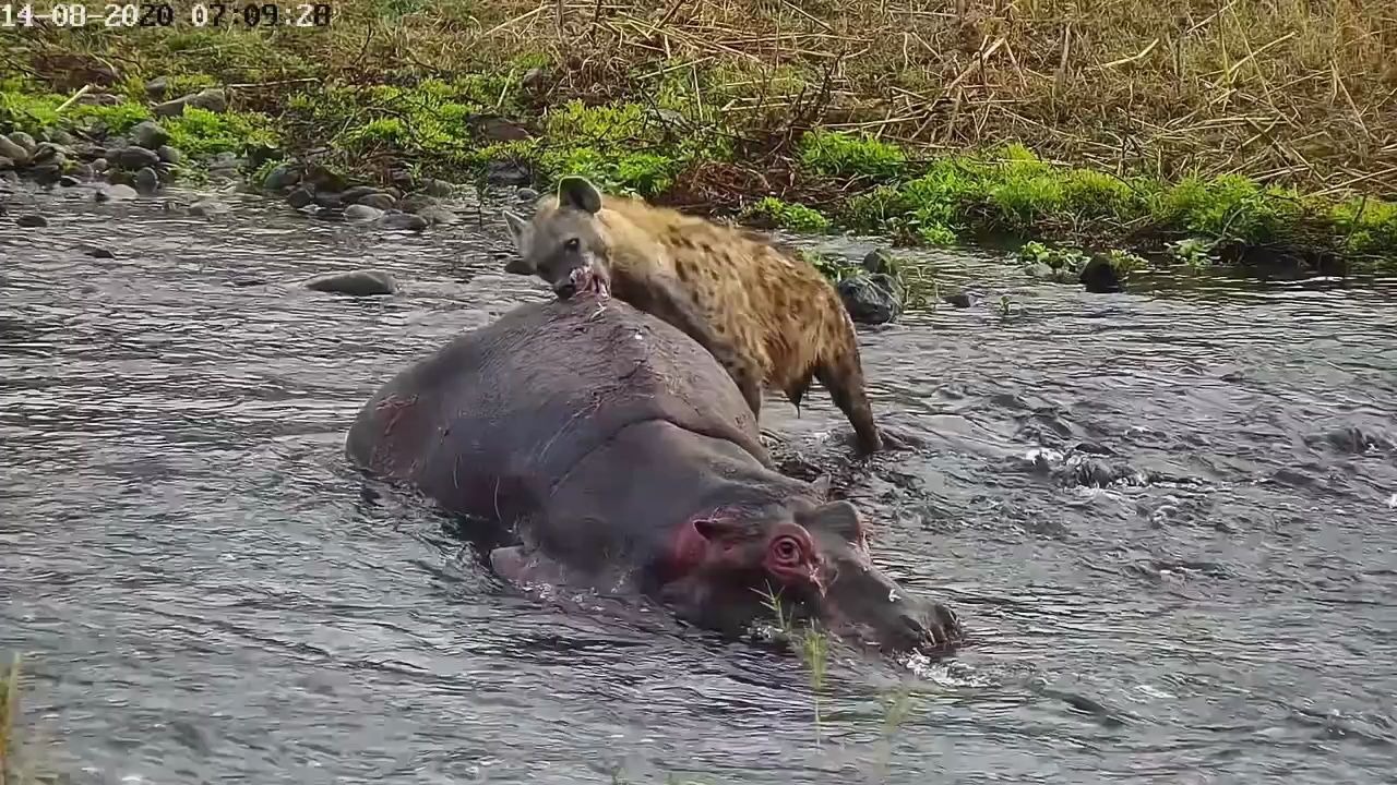小河马遭鬣狗啃