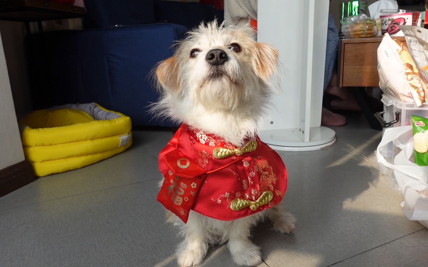 【春节快乐】如何利用狗在过年拿红包