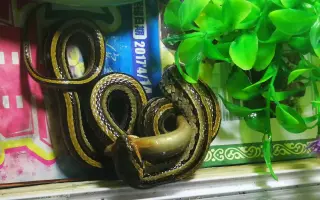 三线蛇 搜索结果 哔哩哔哩 Bilibili