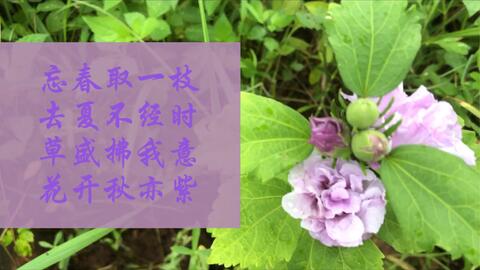 随手插的木槿花居然开花了 扔掉的胡椒木也能起死回生了 就连不起眼的野草都可以开出蓝色妖精了 这个秋天是不是有点过分啦 哔哩哔哩