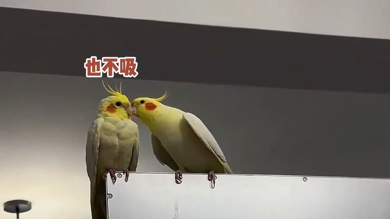 假如我被毒蛇咬了，你会帮我吸毒吗？
