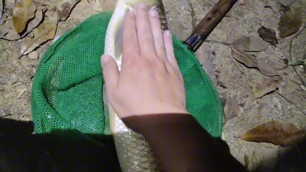 【鱼怎么会吃铁片呢】最新视频上线,求关注!