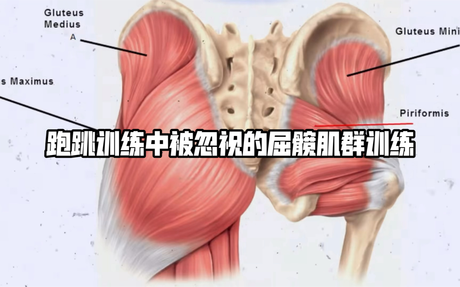 跑跳训练中 被忽视的屈髋肌训练哔哩哔哩bilibili