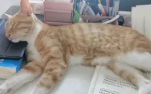 下载视频: 猫来啦！猫来啦！