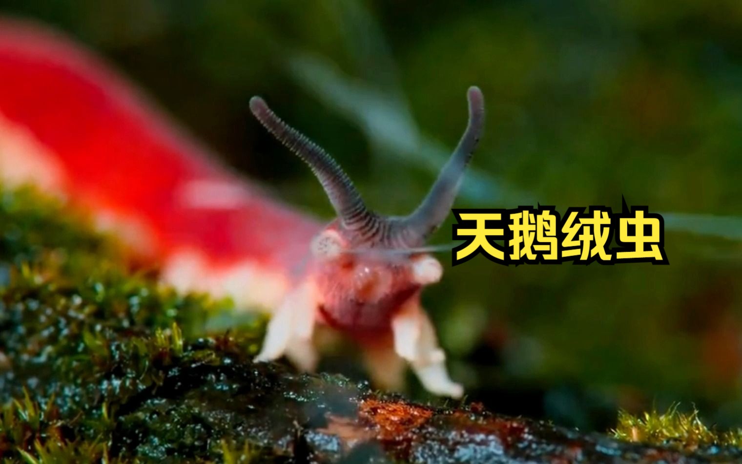 天鹅绒虫到底有多恐怖?