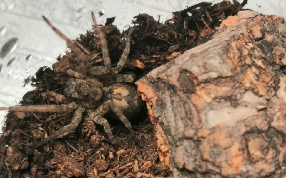 白纹舞蛛v(wei)s(shi)亚隙蛛