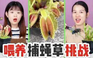 下载视频: 捕蝇草喂养大挑战！让捕捉虫子和苍蝇的植物，吃果冻会怎样？