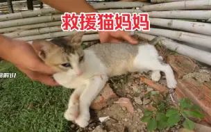 Download Video: 猫妈妈竟然被主人狠心遗弃在街头，需要紧急救援！