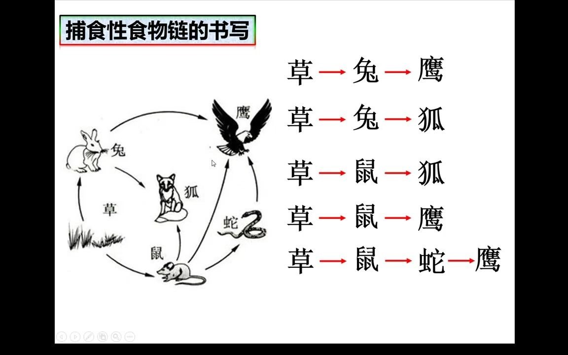 初二生物食物链和食物网哔哩哔哩bilibili