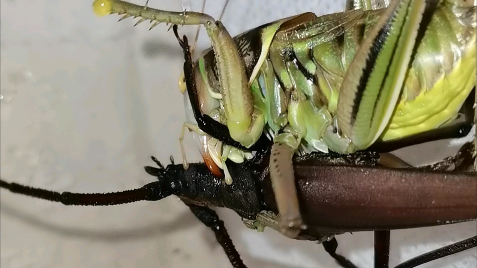 脆皮狂战士—优雅蝈螽vs薄翅天牛