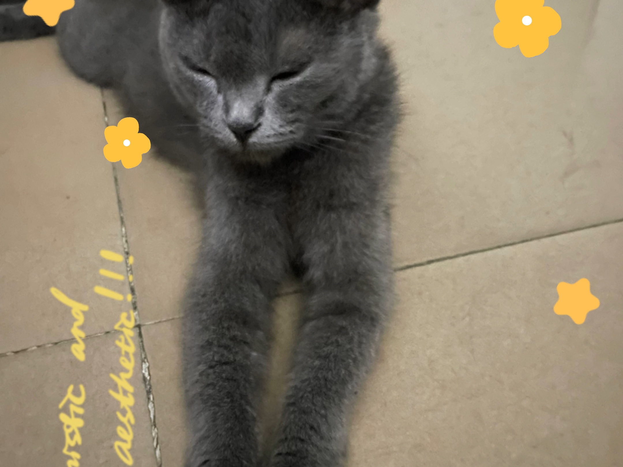 蓝猫雕像:价值700000