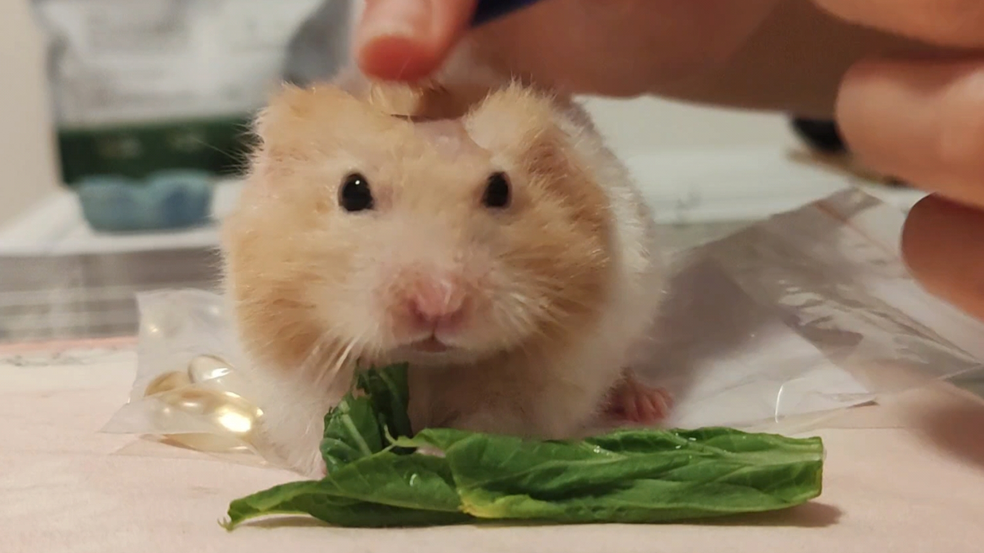 『小yang仓鼠』崽崽我要上药药