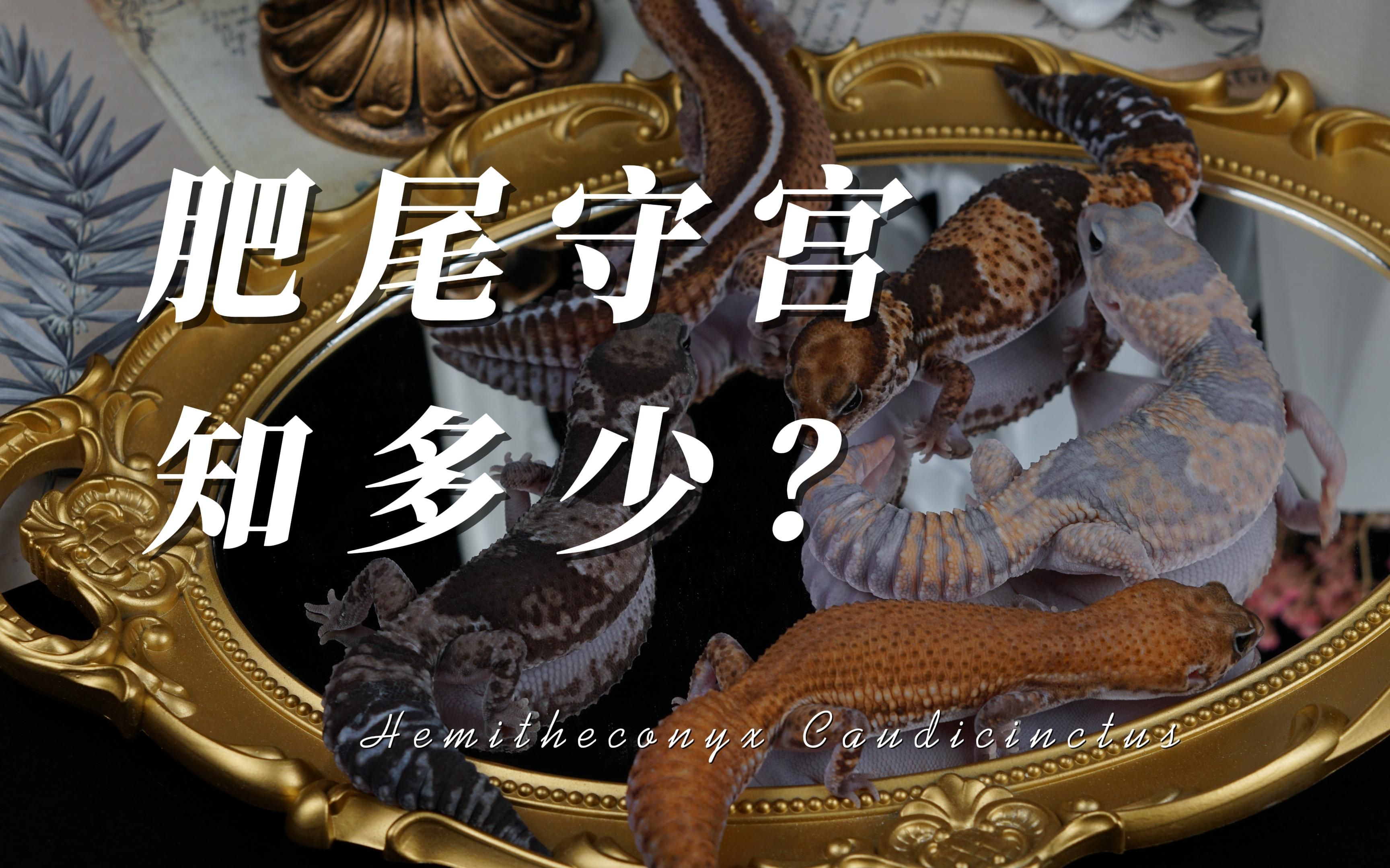 肥尾守宫知多少?一起来探索肥尾守宫的的原生环境、野外习性以及品系吧!!!哔哩哔哩bilibili