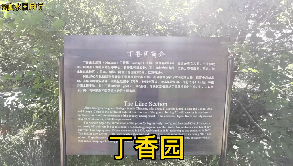 [图]北京中科院植物园，丁香园不仅风景优美，而且还能闻到阵阵花香