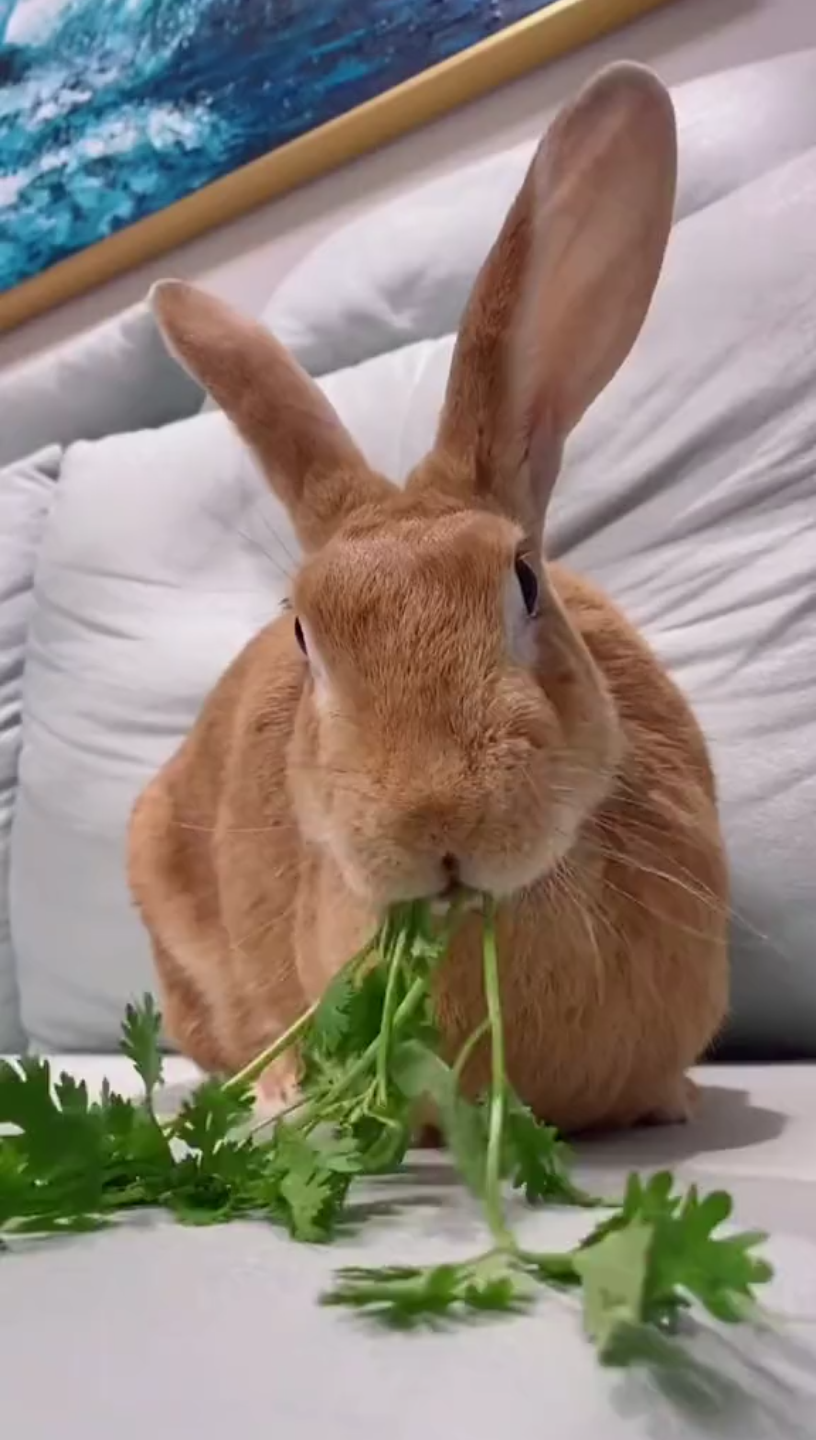 兔兔吃香菜