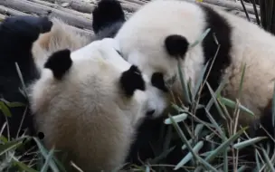 Скачать видео: 和花和叶-姐妹就是一起玩一起长大