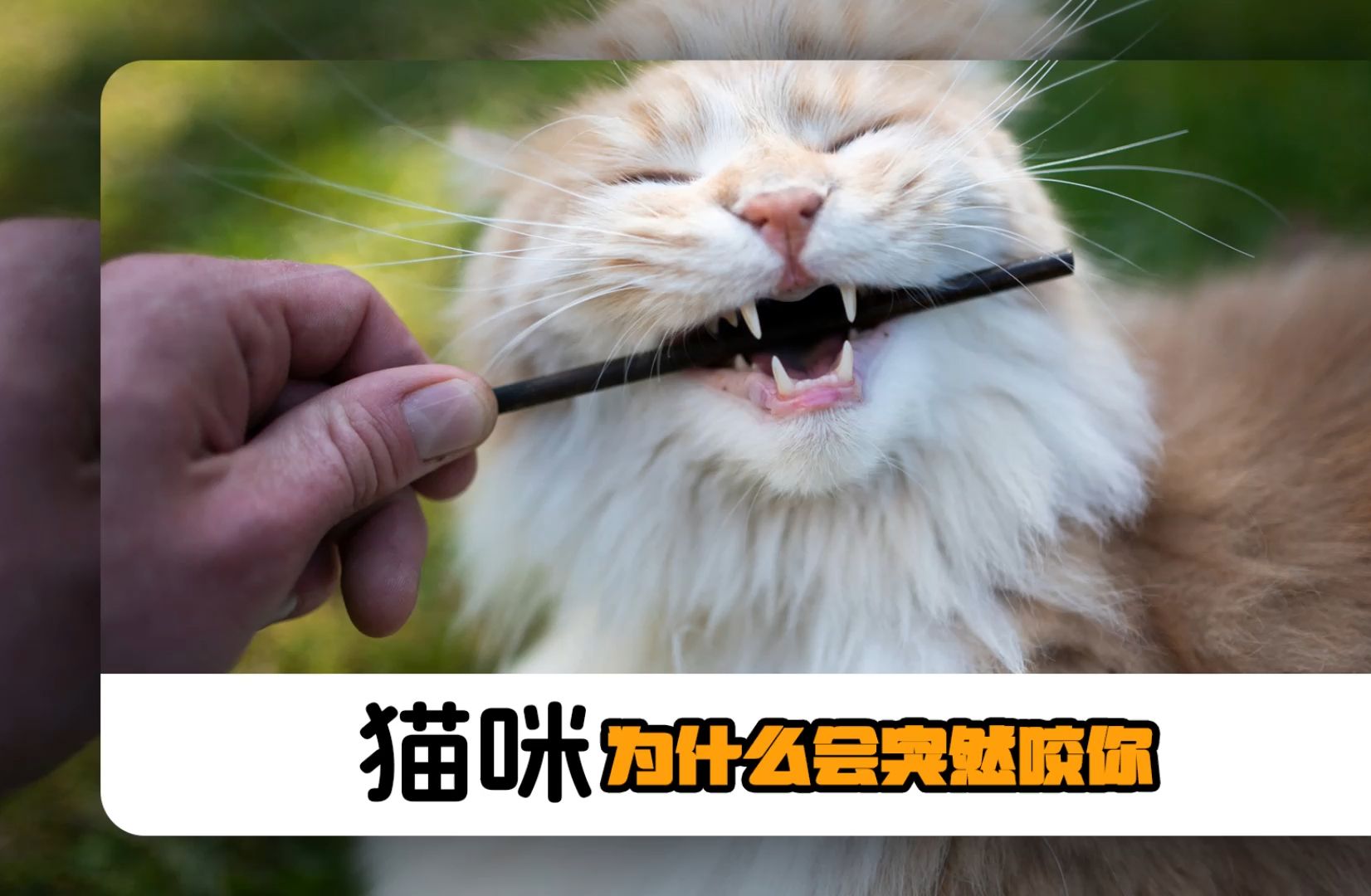 猫咪突然咬你,是什么原因?哔哩哔哩bilibili