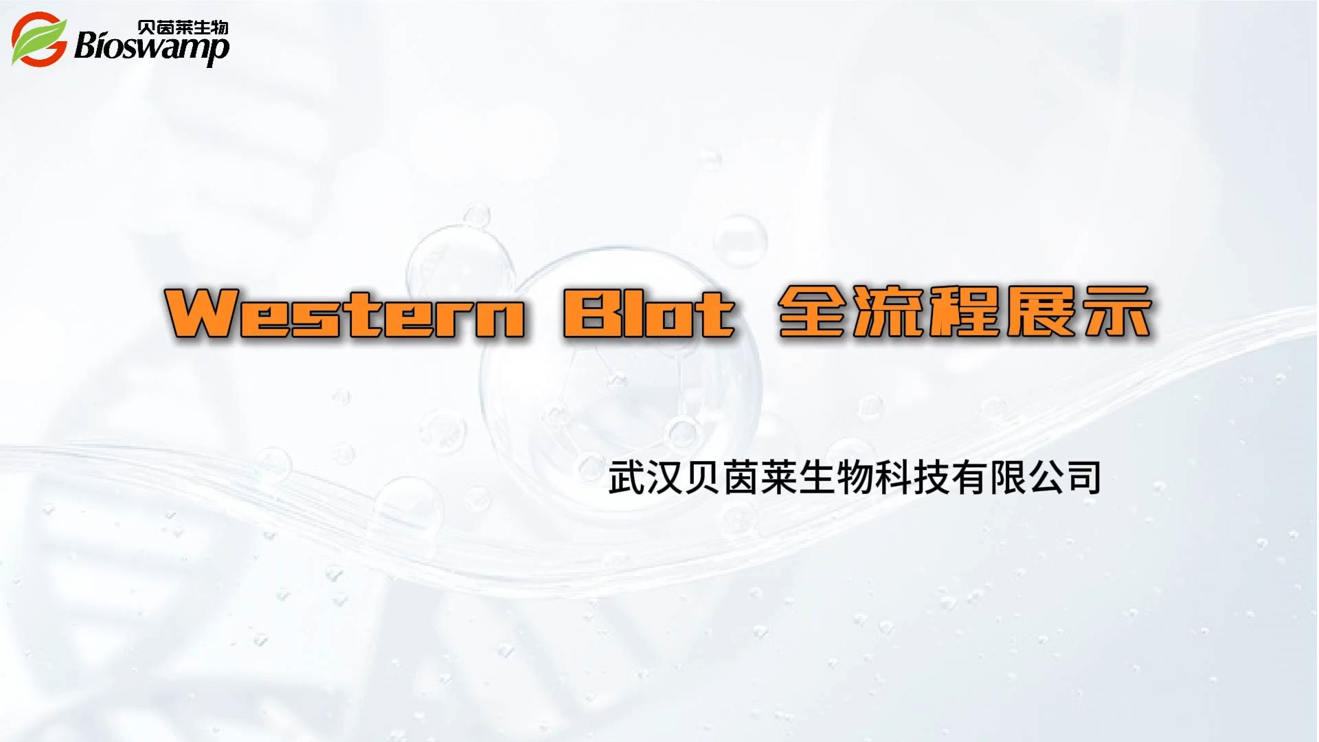 Western Blot Complete Protocol Operation Demonstration