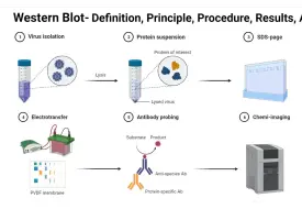 Tải video: WB全流程（提蛋白+BCA+跑蛋白+发光+分析）-动物组织