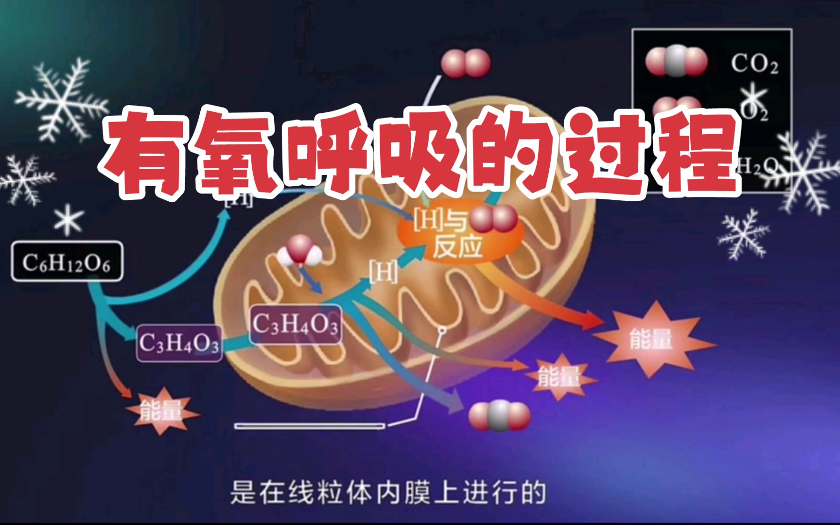 【高中生物动画】有氧呼吸的过程