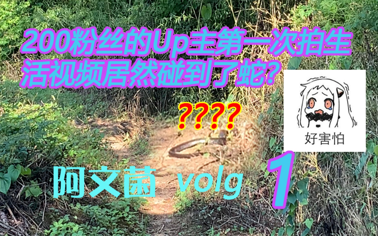 【阿文菌volg 1】一个200粉的up第一次拍生活视频居然碰到了蛇!哔哩哔哩bilibili