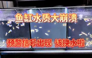 Descargar video: 家里的鱼缸水质大崩溃！预警信号出现了！该换水啦！