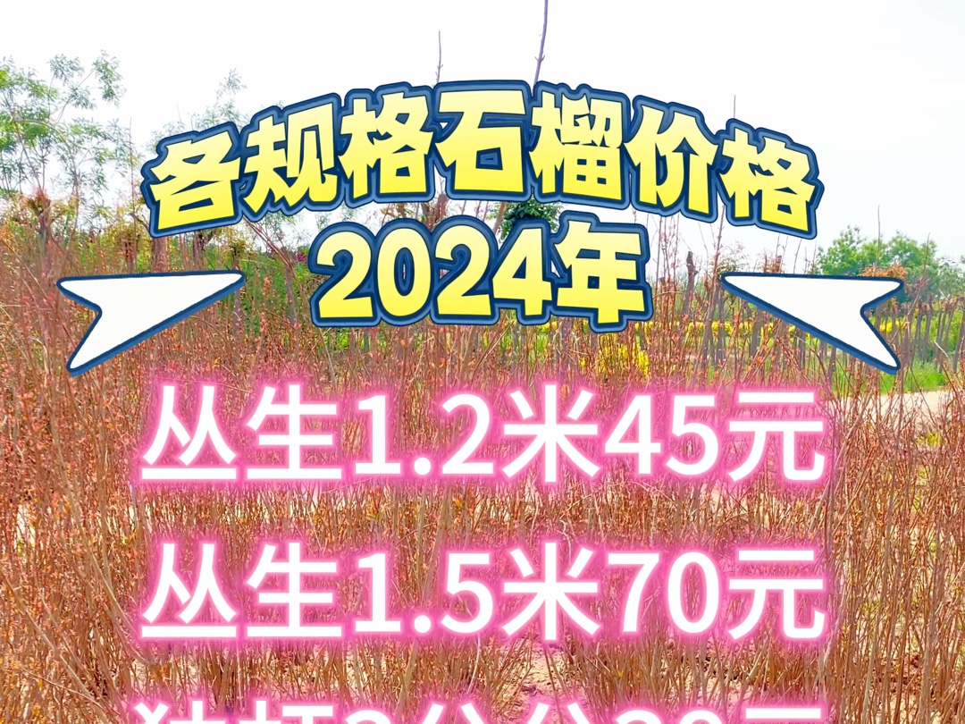 丛生石榴独杆石榴价格,2024年最新报价参考哔哩哔哩bilibili