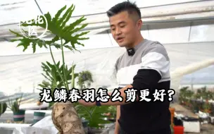 Download Video: 龙鳞春羽怎么剪更好？