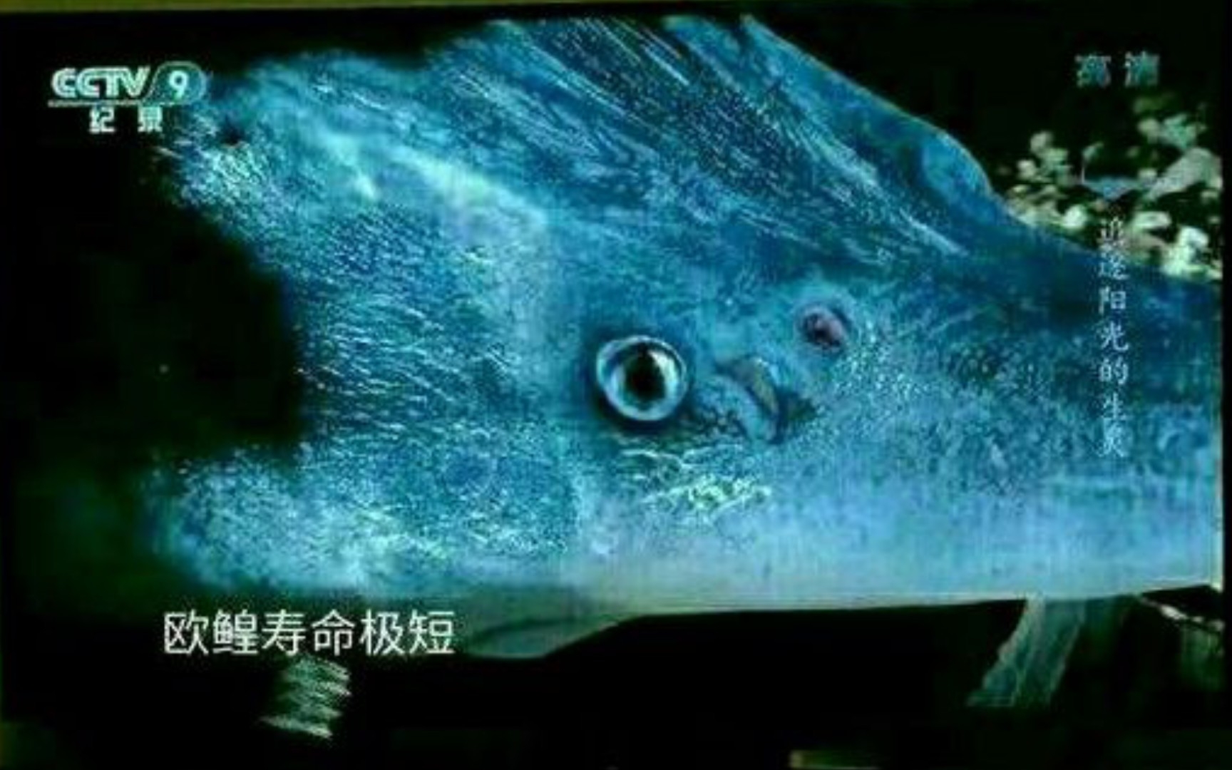 "欧鳇寿命极短"