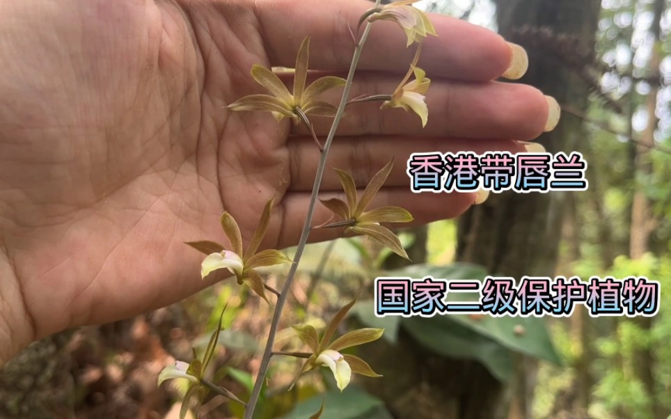 稀有植物“香港带唇兰”别名:香港安兰,国家二级保护植物哔哩哔哩bilibili