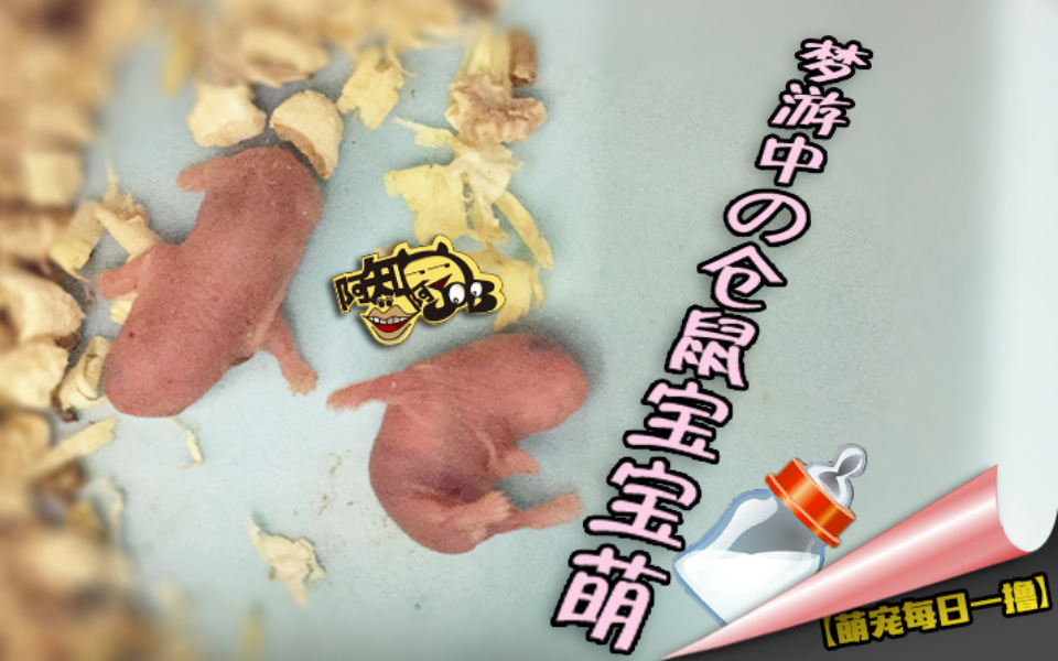 【萌宠每日一撸】梦游中的仓鼠宝宝萌 萌哒不要不要滴
