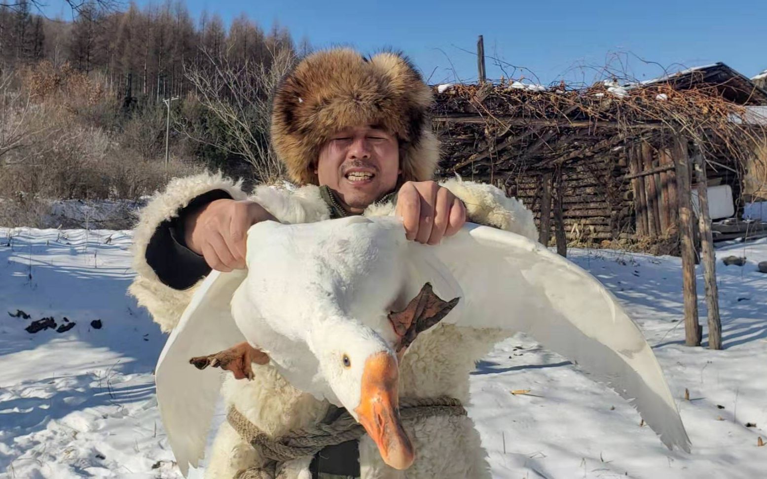 下雪找大鹅图片大全图片