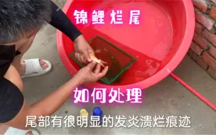 Video herunterladen: 新入池锦鲤多发烂尾病，要早发现早治疗，看用啥药品及治疗方案。