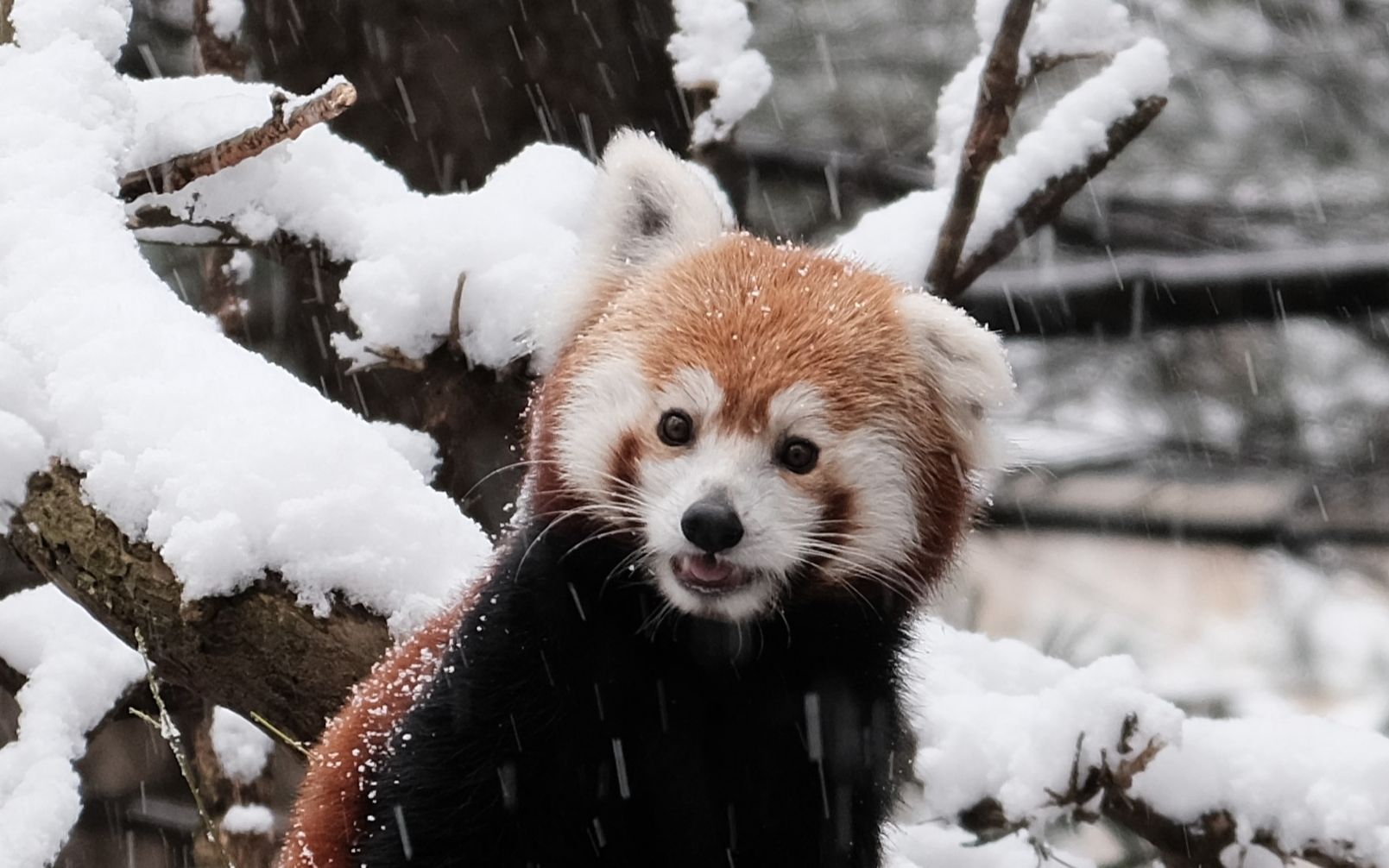 小熊猫中央公园雪地苗