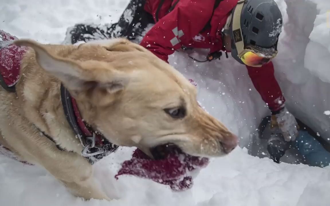 雪崩救援犬的影响 国家地理杂志哔哩哔哩bilibili