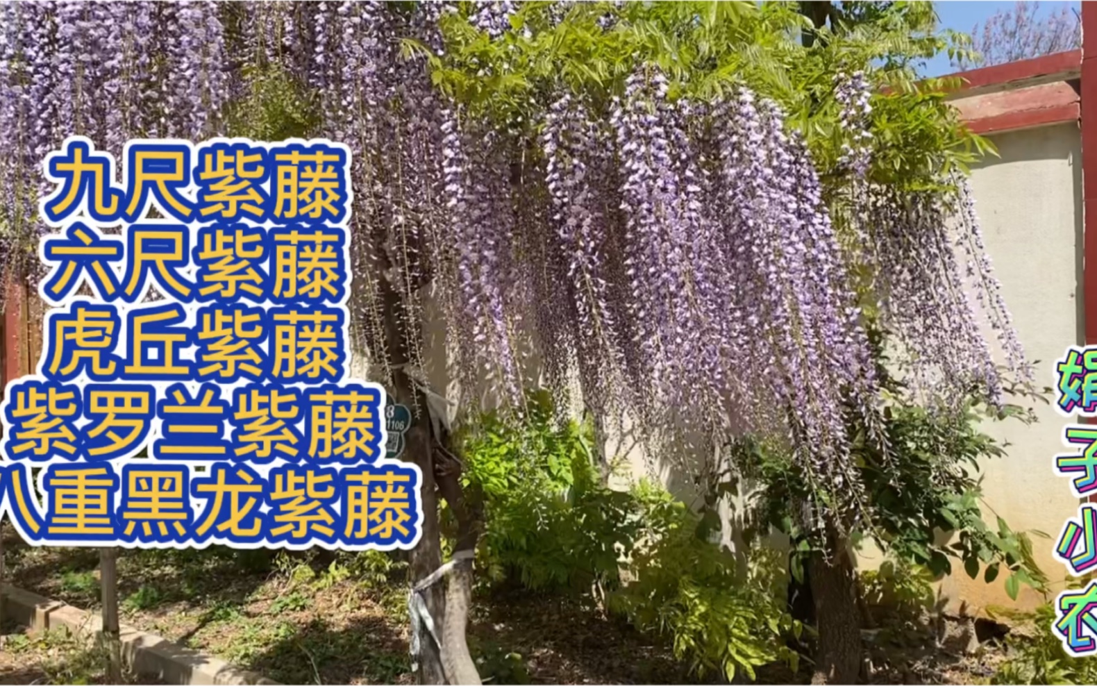 日系九尺紫藤能开多长?米尺现场量,这名字不亏.日系紫藤到底有多美?