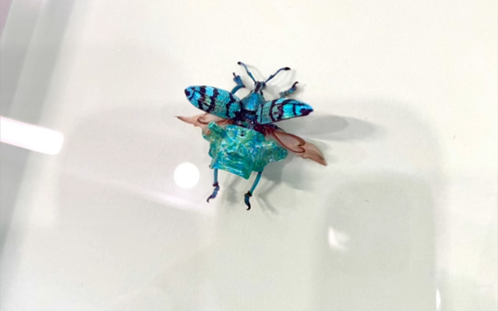 寄生猎奇昆虫标本收藏艺术品·彩虹象甲·三星堆
